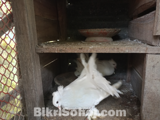 এক জোড়া সাদা লক্ষ্যা কবুতর বিক্রি করা হবে
